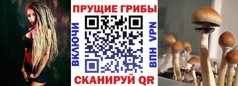 Псилоцибиновые грибы Cubensis Красково
