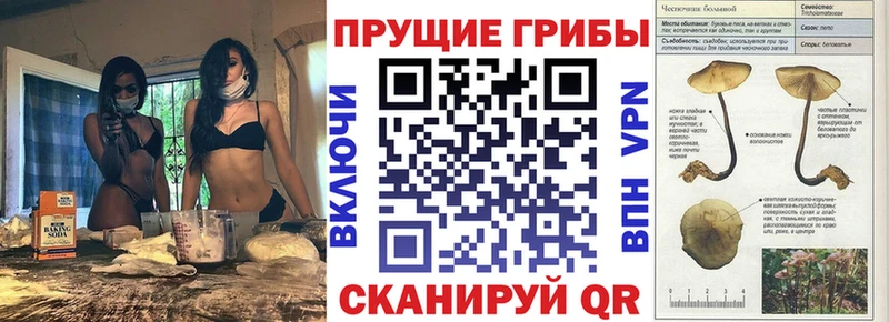 Псилоцибиновые грибы Cubensis  Купить  Красково 